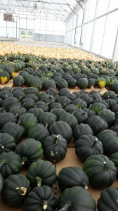 The first batch of winter squash curing in the greenhouse