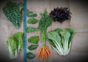 Week #5 CSA share