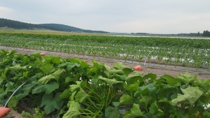 June squash and corn?