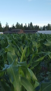 A view of the barns through the corn