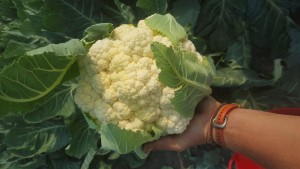 A perfect head of cauliflower...one of many