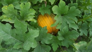 First glimpse of the pumpkins