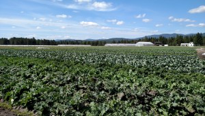 The brassica patch…this is southwest quarter of our original field