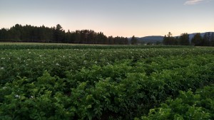 A sea of spuds