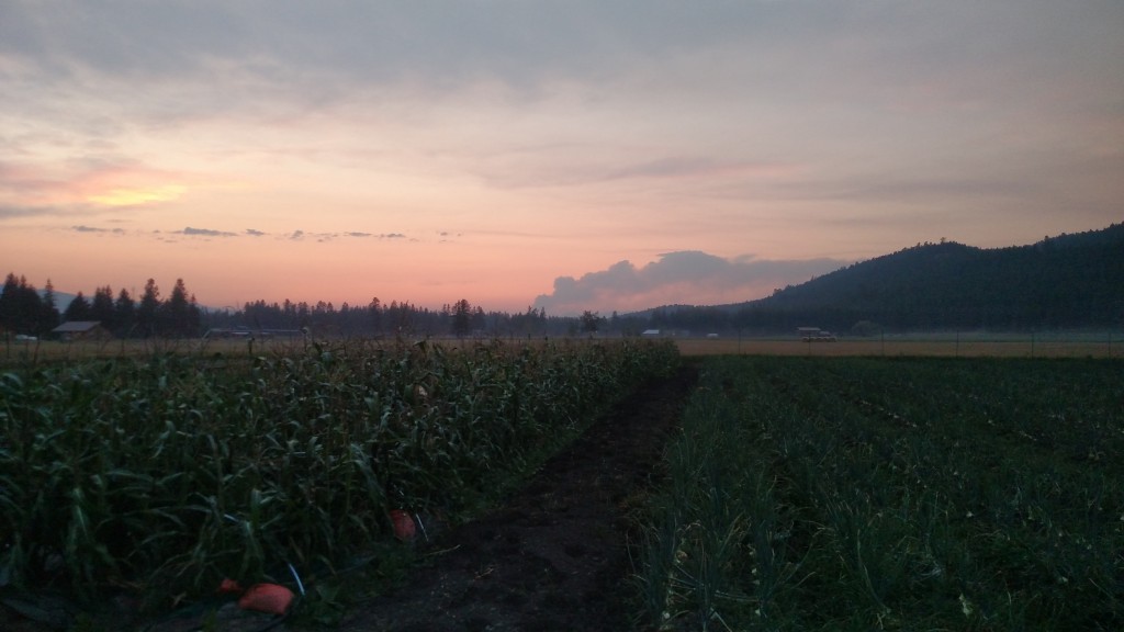 Mt. Marston fire looking north from the farm field.