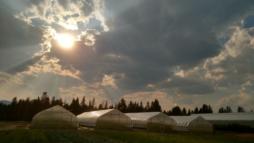 Sun rays over the high tunnels