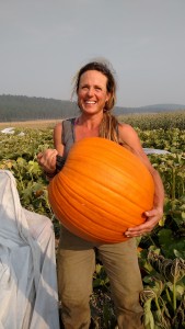 270 pumpkins in the field, 270 pumpkins, give one away, to CSA, 269 Pumpkins in the field.