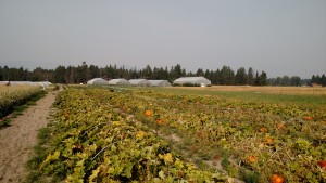 The pumpkin patch awaits.