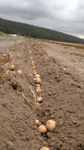 Freshly dug Yukon Golds