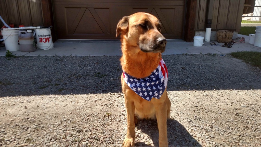 Farm Dog Reba really embraced the holiday today!