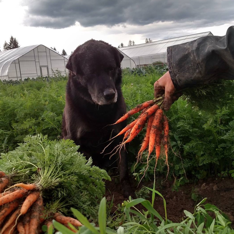 caaey carrots