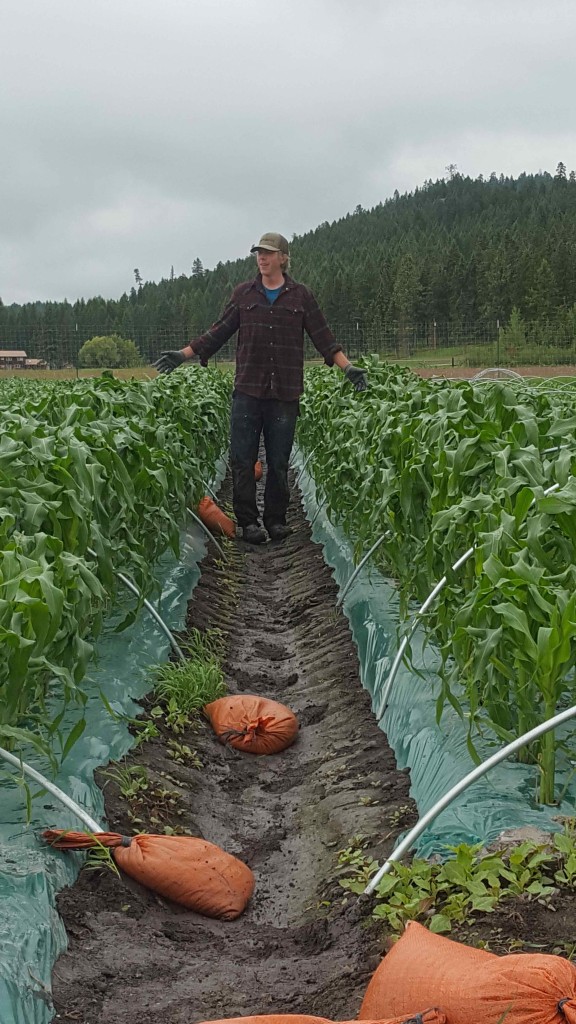 Dane gauging the newly uncovered sweet corn height....it was definitely knee high by July!