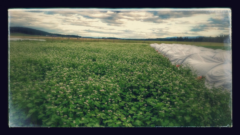 Buckwheat cover crop in bloom.