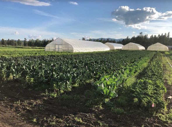 Here's Block 1...this is all the kale and broccolini, with the high tunnels in the background.